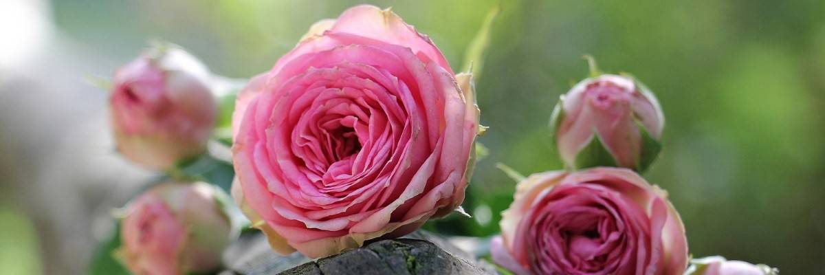 La lettera dell'amore perduto